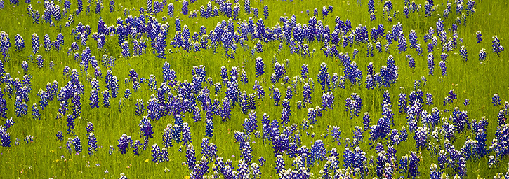 Bluebonnets in Spring Grass Panorama, Hill Country, TX